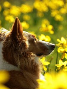 Preview wallpaper dogs, flowers, blurry, ears, face, profile