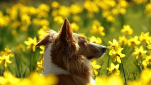 Preview wallpaper dogs, flowers, blurry, ears, face, profile