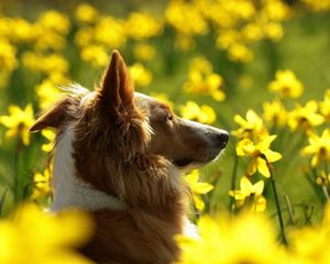 Preview wallpaper dogs, flowers, blurry, ears, face, profile