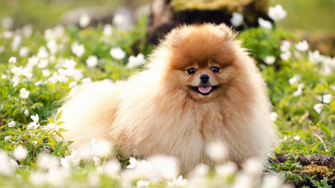 Wallpaper dogs, flowers, fluffy, grass, honey