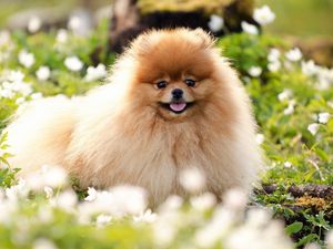 Preview wallpaper dogs, flowers, fluffy, grass, honey