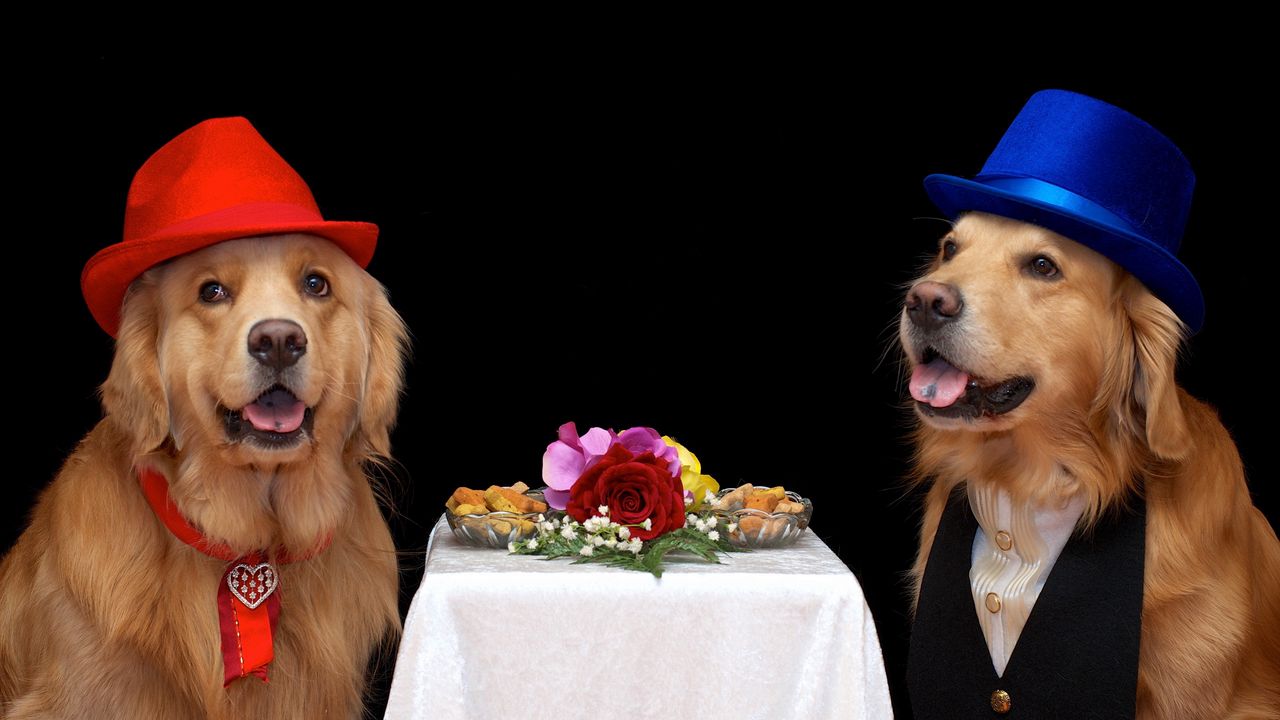 Wallpaper dogs, flowers, hats, food