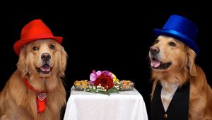 Preview wallpaper dogs, flowers, hats, food