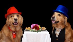 Preview wallpaper dogs, flowers, hats, food