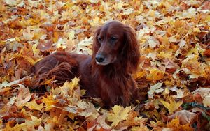 Preview wallpaper dogs, fluffy, leaves, autumn, foliage