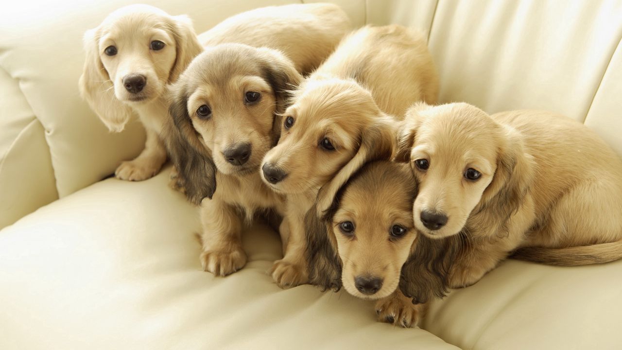 Wallpaper dogs, friends, puppies