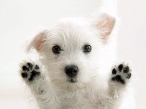 Preview wallpaper dogs, furry, paws