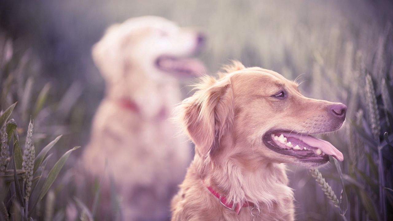 Wallpaper dogs, grass, blur, face, protruding tongue