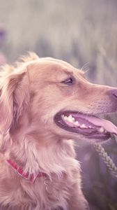 Preview wallpaper dogs, grass, blur, face, protruding tongue