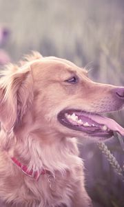 Preview wallpaper dogs, grass, blur, face, protruding tongue