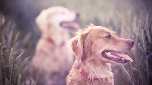 Preview wallpaper dogs, grass, blur, face, protruding tongue