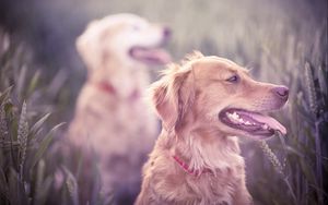 Preview wallpaper dogs, grass, blur, face, protruding tongue