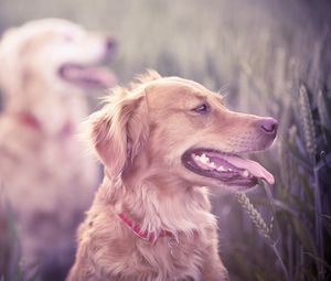 Preview wallpaper dogs, grass, blur, face, protruding tongue