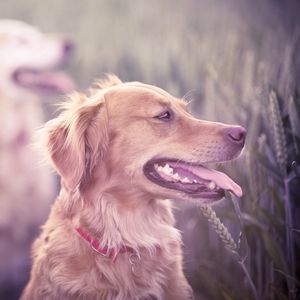 Preview wallpaper dogs, grass, blur, face, protruding tongue