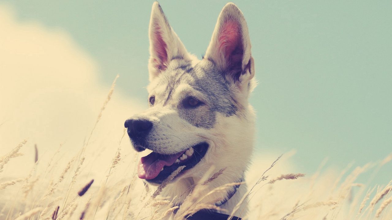 Wallpaper dogs, grass, hunting, running, enthusiasm