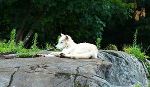 Preview wallpaper dogs, grass, light, rock, lying