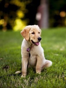 Preview wallpaper dogs, grass, puppy, sitting