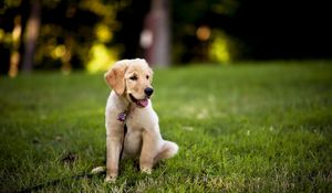 Preview wallpaper dogs, grass, puppy, sitting