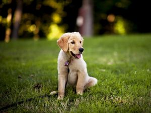 Preview wallpaper dogs, grass, puppy, sitting