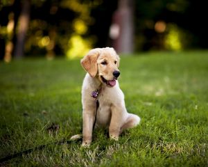 Preview wallpaper dogs, grass, puppy, sitting