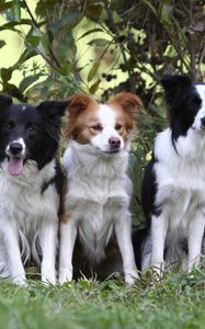 Preview wallpaper dogs, grass, sitting, tree, branch, bush, three