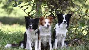 Preview wallpaper dogs, grass, sitting, tree, branch, bush, three