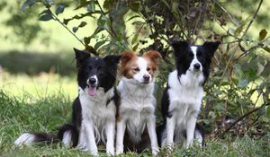 Preview wallpaper dogs, grass, sitting, tree, branch, bush, three