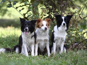 Preview wallpaper dogs, grass, sitting, tree, branch, bush, three