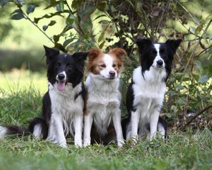 Preview wallpaper dogs, grass, sitting, tree, branch, bush, three