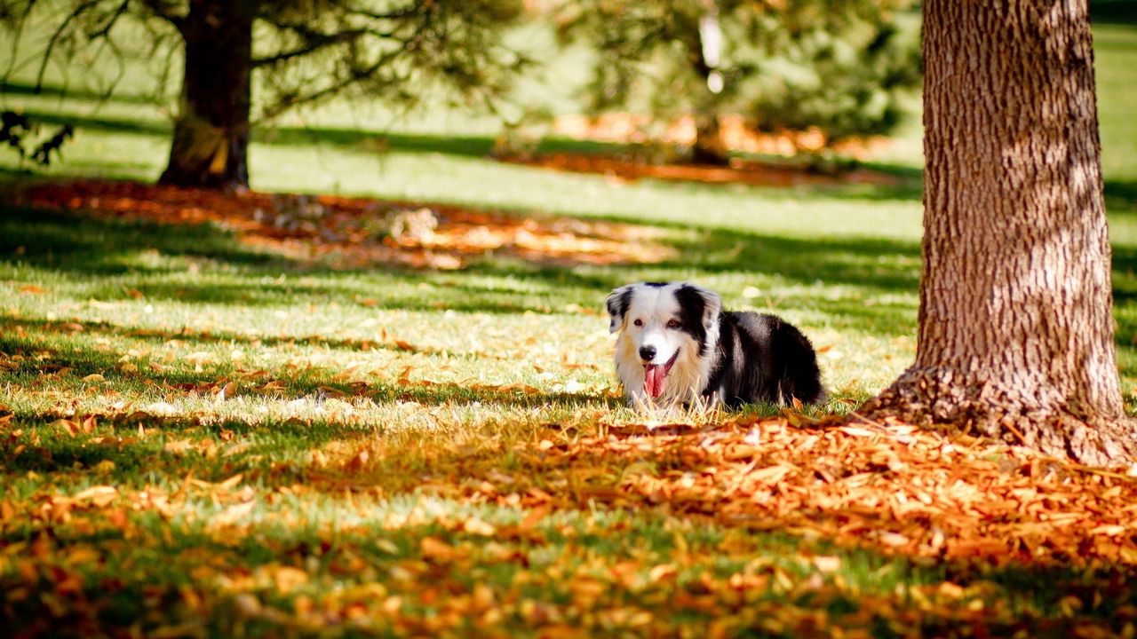 Wallpaper dogs, grass, tree, autumn, hide