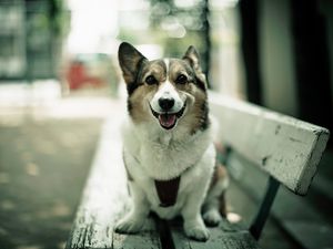 Preview wallpaper dogs, happy, bench, sit, open mouth