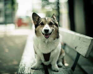 Preview wallpaper dogs, happy, bench, sit, open mouth