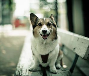 Preview wallpaper dogs, happy, bench, sit, open mouth