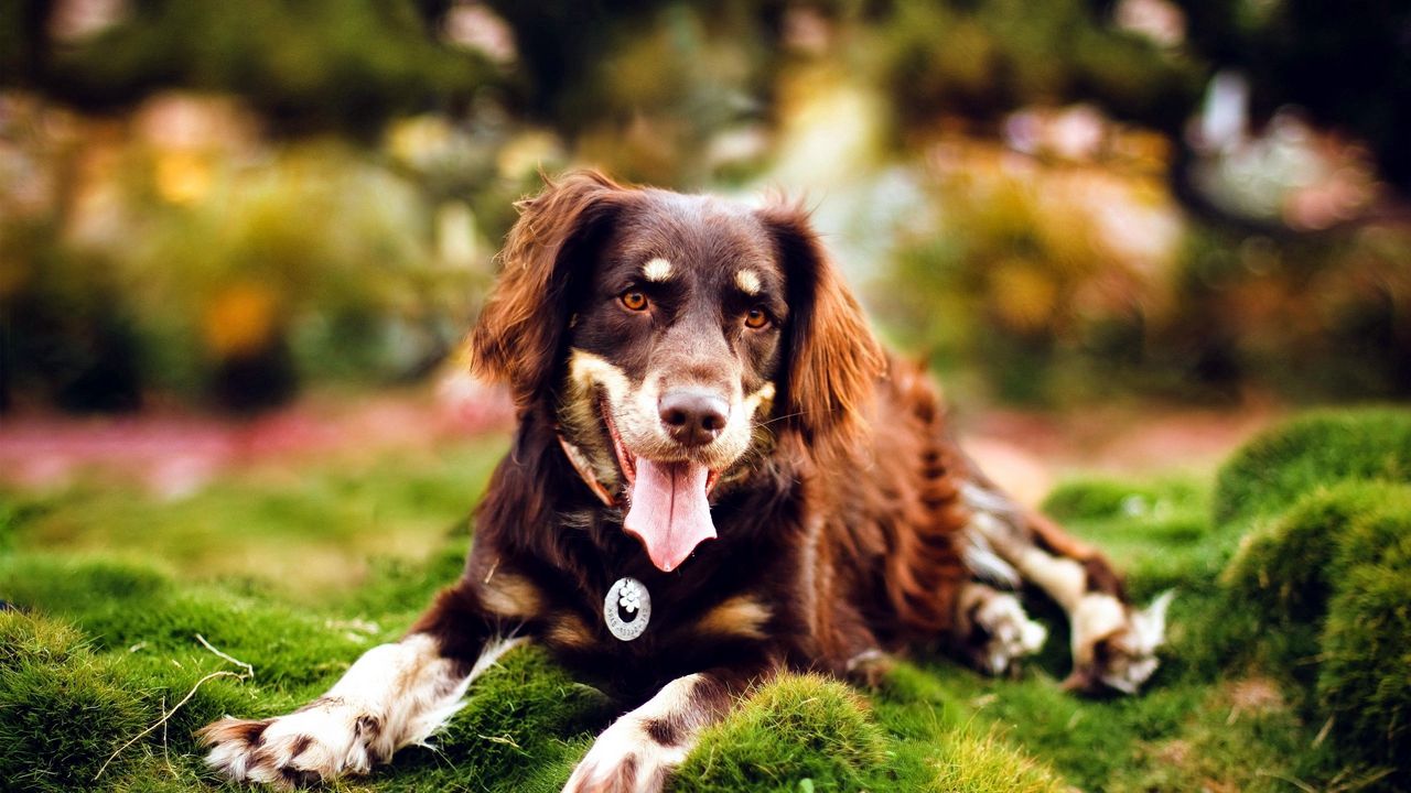 Wallpaper dogs, holiday, grass, moss