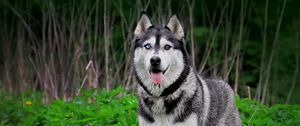 Preview wallpaper dogs, huskies, grass, hunting