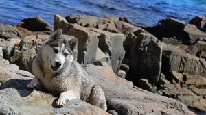 Preview wallpaper dogs, huskies, rocks, climb