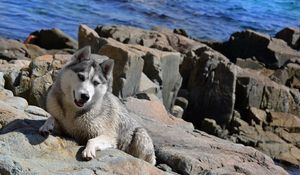 Preview wallpaper dogs, huskies, rocks, climb