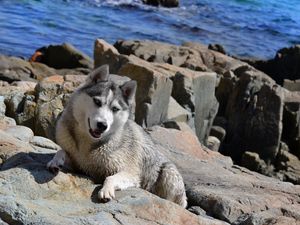 Preview wallpaper dogs, huskies, rocks, climb