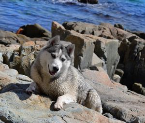 Preview wallpaper dogs, huskies, rocks, climb