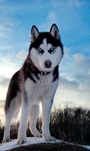 Preview wallpaper dogs, husky, blue, sky, snow