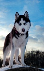 Preview wallpaper dogs, husky, blue, sky, snow