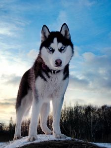 Preview wallpaper dogs, husky, blue, sky, snow