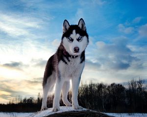 Preview wallpaper dogs, husky, blue, sky, snow