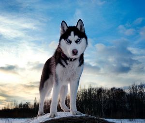 Preview wallpaper dogs, husky, blue, sky, snow