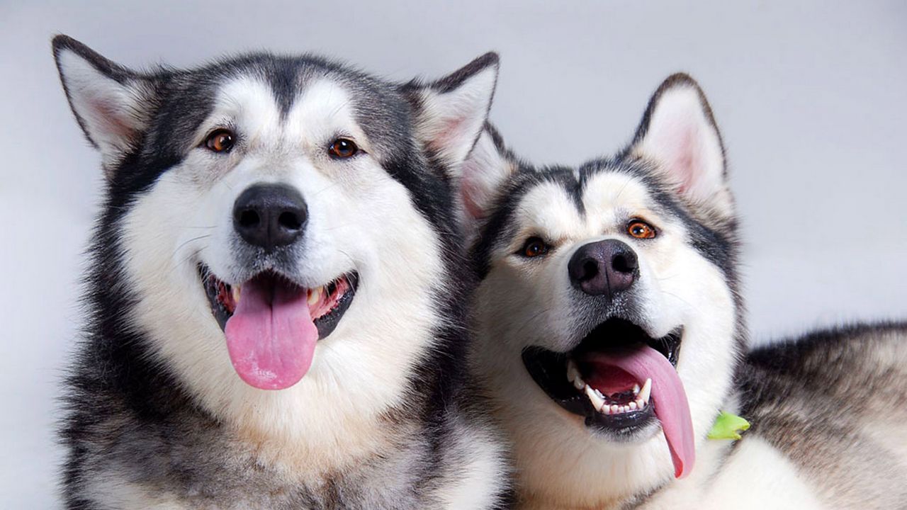 Wallpaper dogs, husky, couple, tongue, leisure