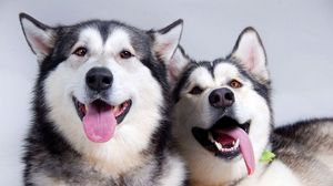 Preview wallpaper dogs, husky, couple, tongue, leisure