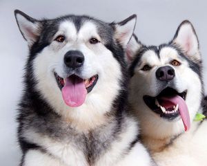 Preview wallpaper dogs, husky, couple, tongue, leisure