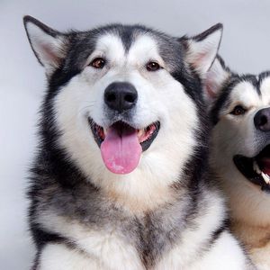 Preview wallpaper dogs, husky, couple, tongue, leisure