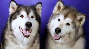 Preview wallpaper dogs, husky, couple, leisure, muzzle