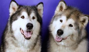 Preview wallpaper dogs, husky, couple, leisure, muzzle